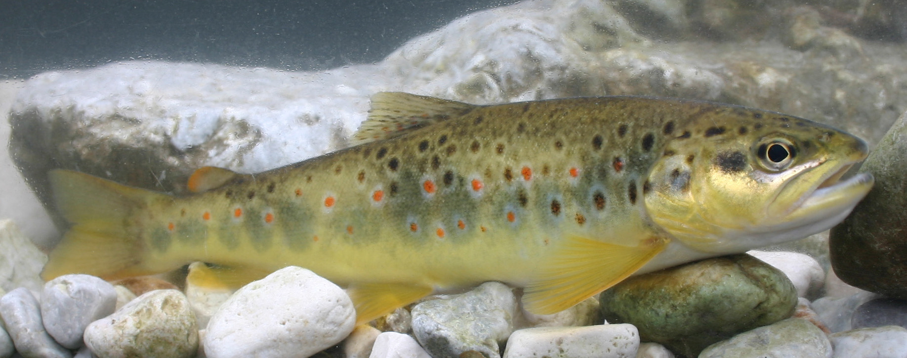 brown trout - Salmo trutta